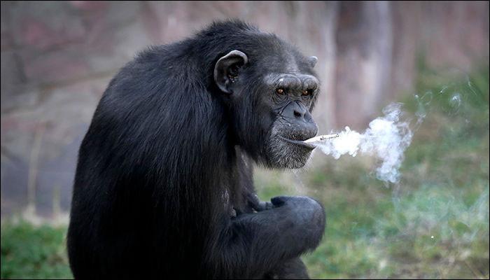 Chain Smoking Chimpanzee